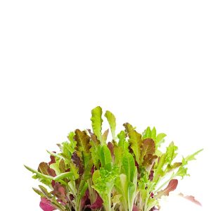 Dandelion Organic - 图片 3