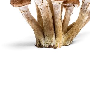 Mushroom - 图片 4